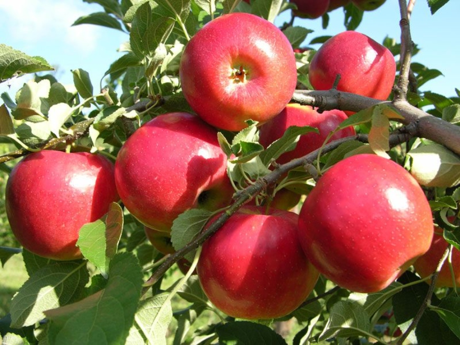 Crimson Crisp Apple