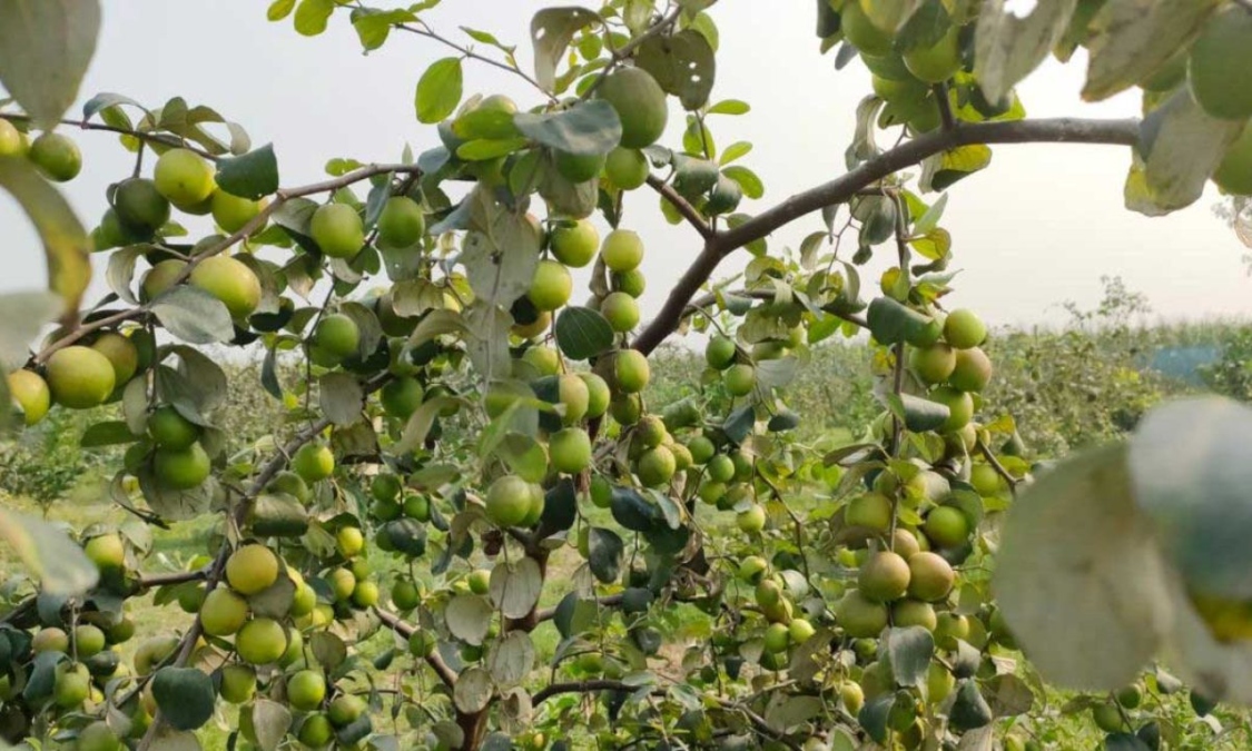 Apple Berry Farming