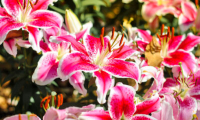 Unveiling the Beauty of Lilly Flowers