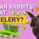 The Celery for Rabbits