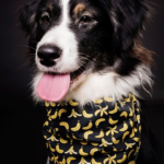 custom dog bandanas