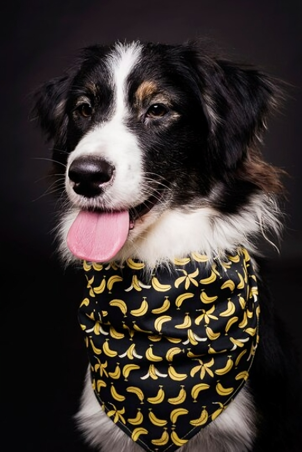 custom dog bandanas