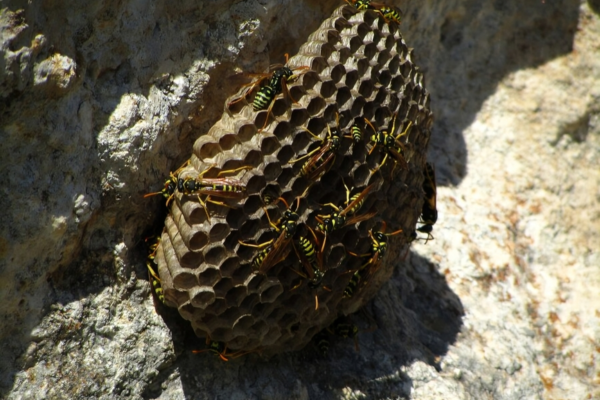 The Ultimate Guide to yellow jacket nest Identification and Removal