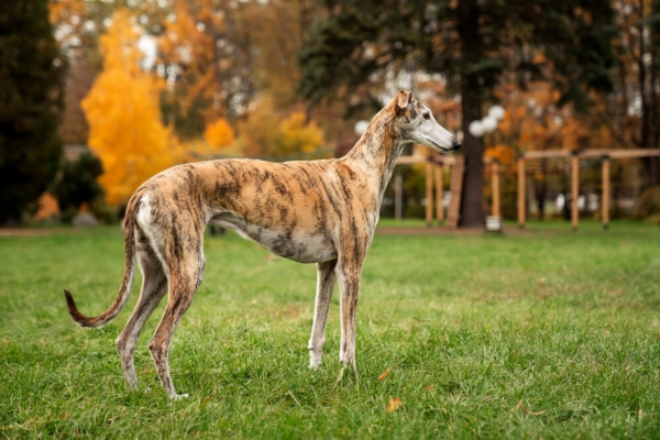 Greyhound Puppies: A Comprehensive Guide to Their Care and Charm